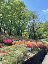 【織姫公園/栃木県】眺めよく、つつじ・藤が見られる