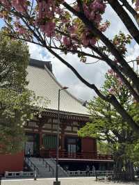 자연의 싱그러움, 분홍 꽃이 만발하고 🌸 나무와 풀의 푸르름이 깃든 🌳 도쿄 봄여행지 추천