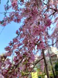 東京　東京観光　やっぱり浅草寺は外せない！2024桜の浅草寺