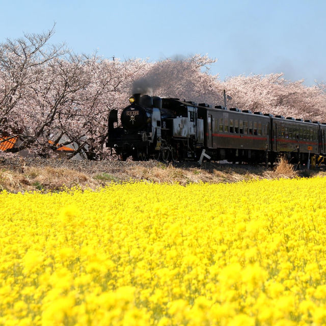 真岡站櫻花