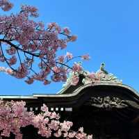 「品川神社:日式櫻花禪境,感受日本傳統文化」
