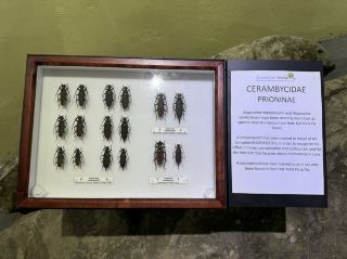 พิพิธภัณฑ์ ชีวะนานาพันธุ์ น้ำกัดยอละปา