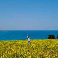 바다까지 보이는 제주도 유채꽃 명소 총정리🌼