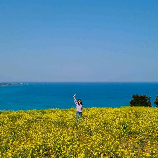 바다까지 보이는 제주도 유채꽃 명소 총정리🌼