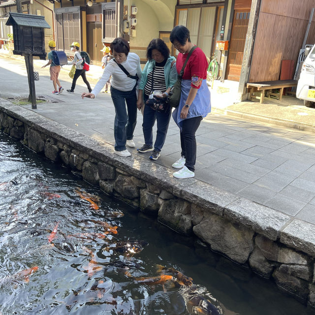 飛驒古川，寧靜舒服的村莊，與鯉魚一起散步