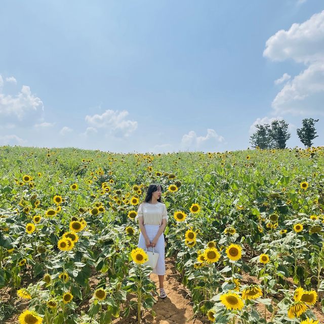 안성팜랜드 해바라기