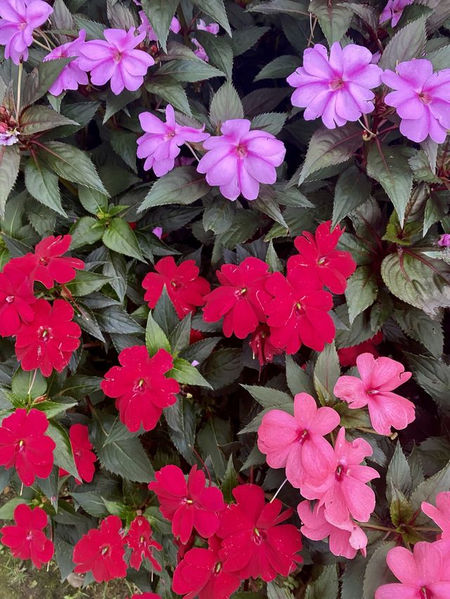 🌷元朗公園🌷繁花盛宴✨