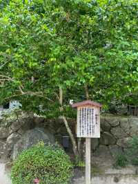 【福岡神社】初夏の風物詩のあじさい祭りがとてもキレイ