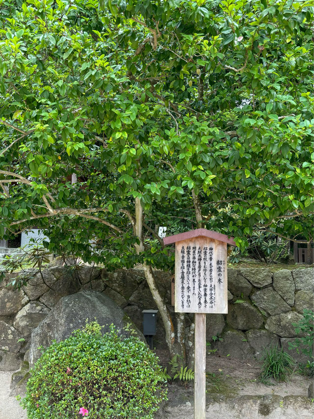 【福岡神社】初夏の風物詩のあじさい祭りがとてもキレイ