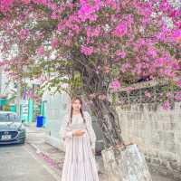 แจกพิกัดถ่ายรูปกับดอกเฟื่องฟ้าโคราช