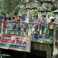 Alligator 🐊 Farm at St Augustine establish 1800