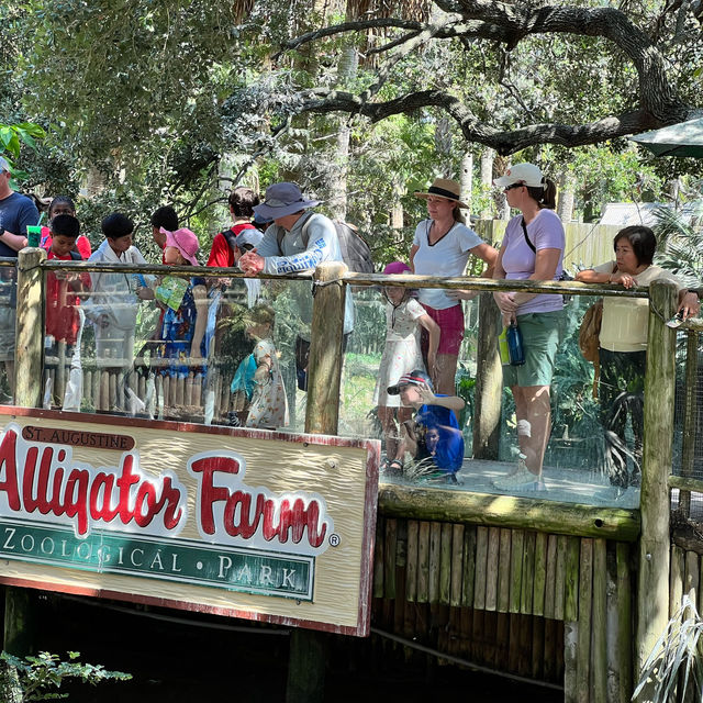 Alligator 🐊 Farm at St Augustine establish 1800
