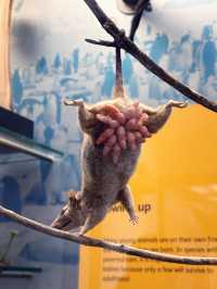Free Visit to National Museum of Scotland 