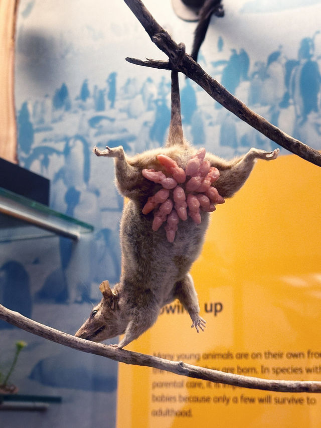 Free Visit to National Museum of Scotland 