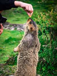 Encountering Prairie Dogs in Dandu Town, Sichuan: A Charming Wildlife Experience