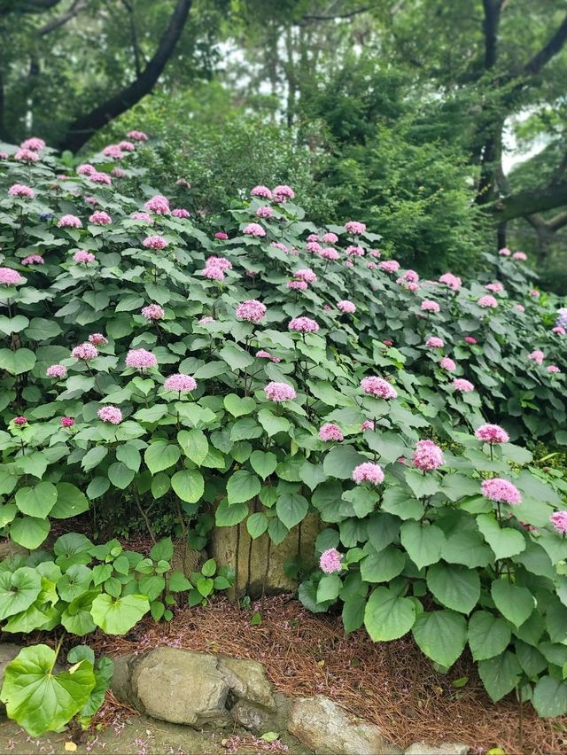 수국이 예쁘게 핀 영도사찰 송남사💜