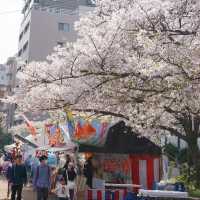 福岡 西公園櫻花之旅