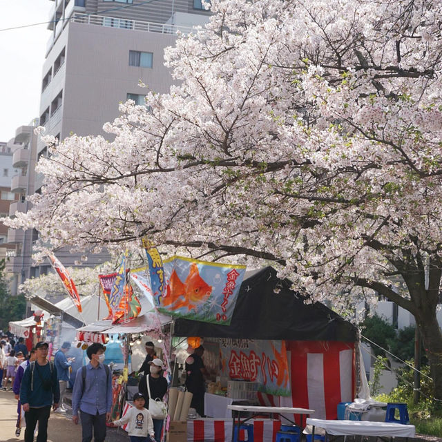 福岡 西公園櫻花之旅