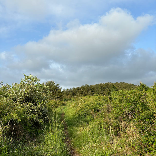 제주여행🏝️ 두번째 오름, 삼나무 숲길이 멋진 거슨세미오름🌲