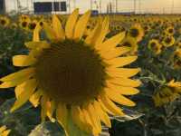 【愛知】秘密のオススメひまわりスポット🌻にいみ農園ひまわり畑🌻