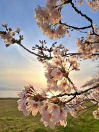 【滋賀県長浜市：豊公園】満開の桜に癒される綺麗な公園🌸