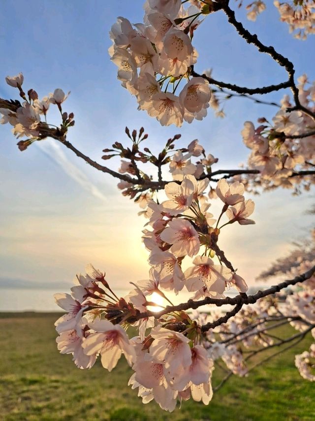【滋賀県長浜市：豊公園】満開の桜に癒される綺麗な公園🌸