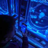สำรวจโลกใต้น้ำใจกลางโตเกียวที่ Sumida Aquarium 🪼