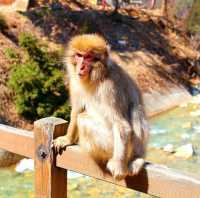 長野景點｜冬季到長野看野生獼猴泡溫泉—長野地獄谷野猿公苑