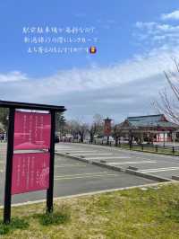 新潟旅行の際におすすめ♨️無料で天然温泉の足湯に入れる！