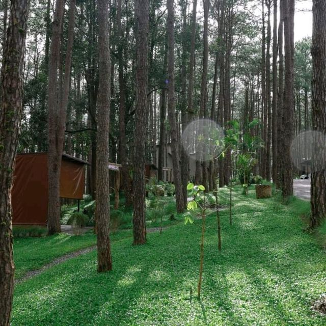 สวนป่าดอยบ่อหลวง อำเภอฮอด เชียงใหม่