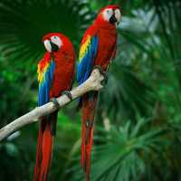 Amazon Rainforest: An Epic Adventure into the Heart of the Earth’s Green Lungs