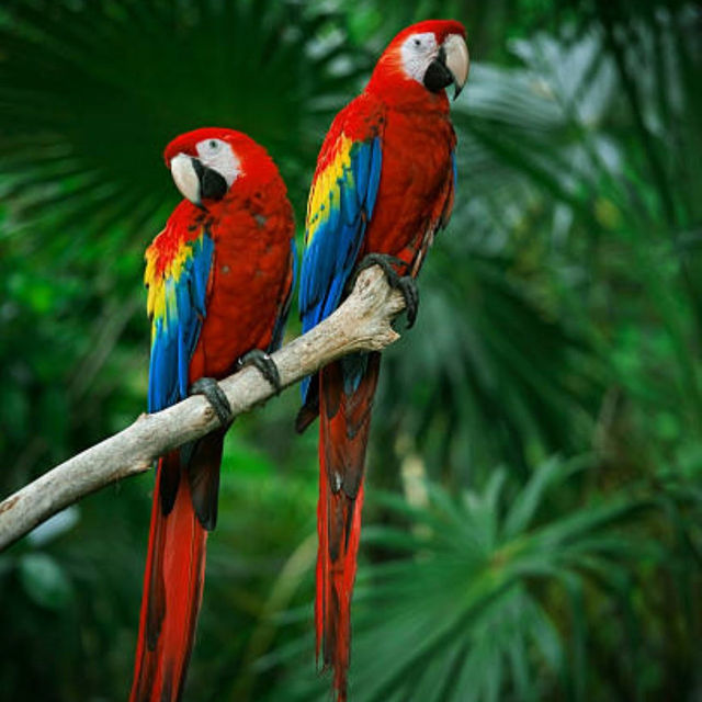 Amazon Rainforest: An Epic Adventure into the Heart of the Earth’s Green Lungs