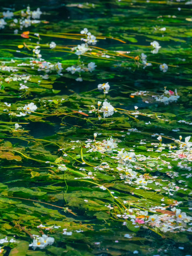 【雲南豐澤植物園】春日追花好去處🔥🔥，5-10月賞海菜花🏖️