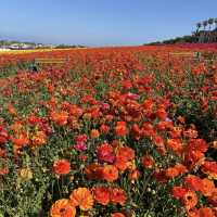 Carlsbad Flower Fields, California – A Blooming Wonderland