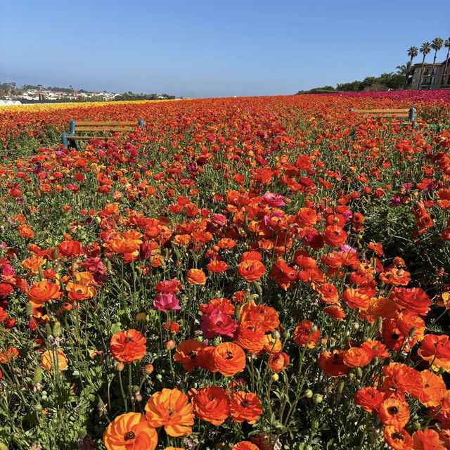 Carlsbad Flower Fields, California – A Blooming Wonderland