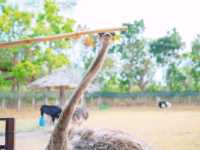 Alpaca Hill สวนสัตว์ ใจกลางราชบุรี