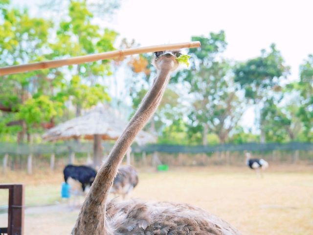 Alpaca Hill สวนสัตว์ ใจกลางราชบุรี  Alpaca Hill สวนสัตว์ ใจกลางราชบุรี
