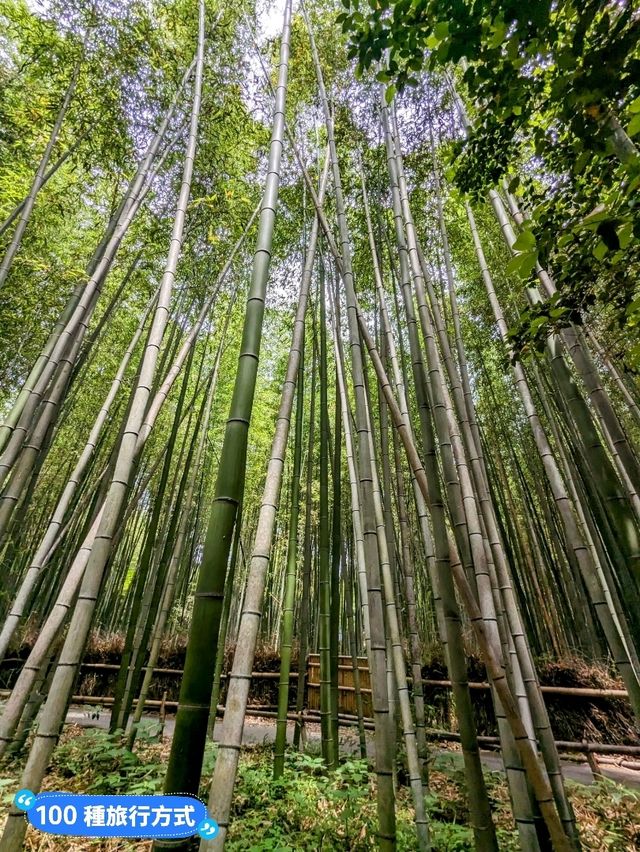 日本京都-參天竹林密境的嵐山之美