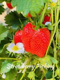 マザー牧場で いちご狩り🍓🍓🍓