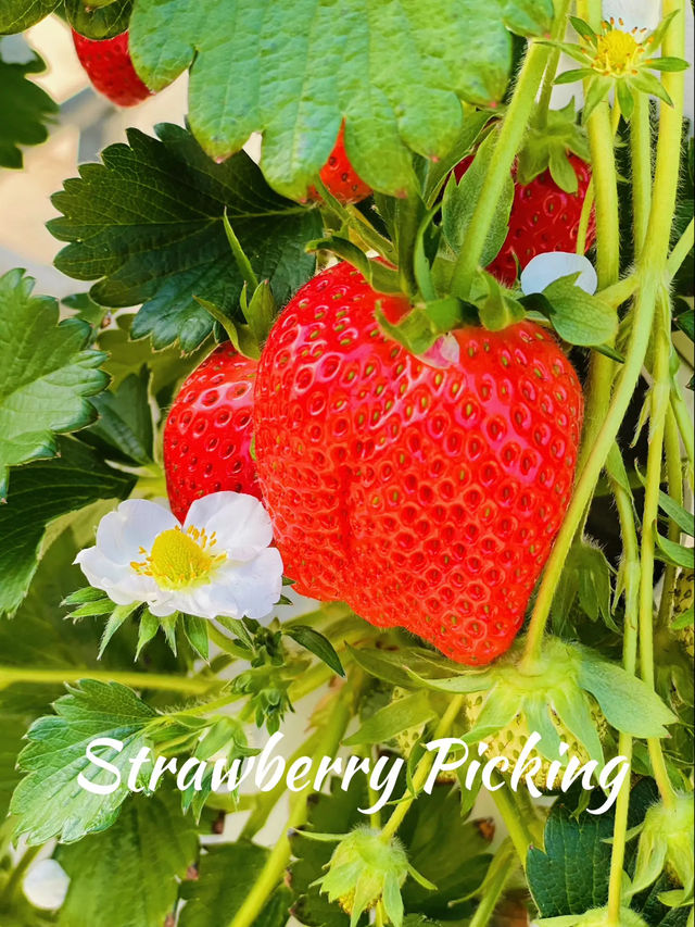 マザー牧場で いちご狩り🍓🍓🍓