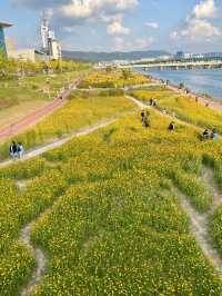 Daisy festival in Daejeon 