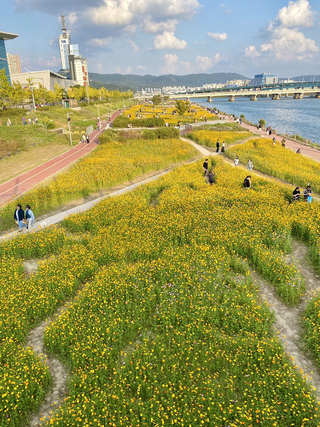 Daisy festival in Daejeon 