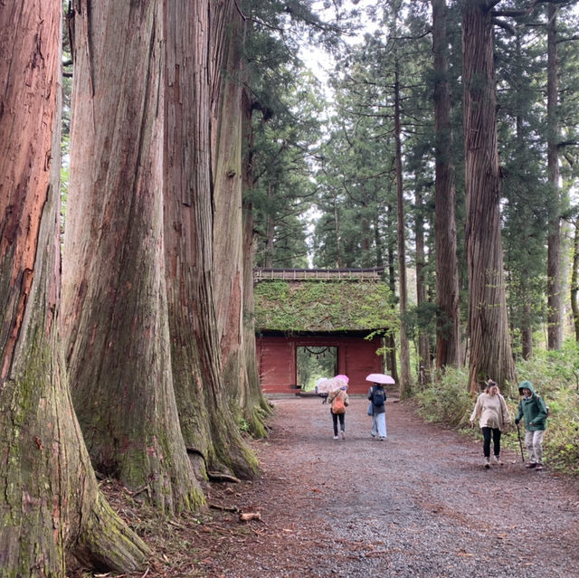 戸隠神社　杉並木参道