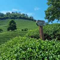 Discover Serenity at Boseong Green Tea Fields