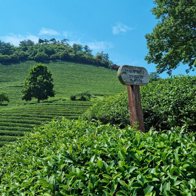 Discover Serenity at Boseong Green Tea Fields