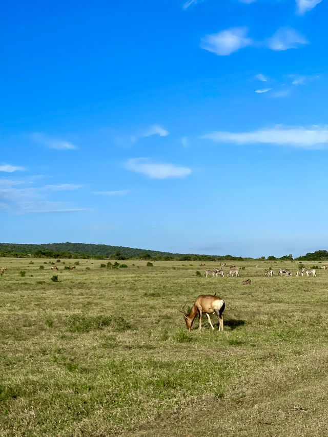 Grasslands at Addo Elephant Park, South Africa 🐘