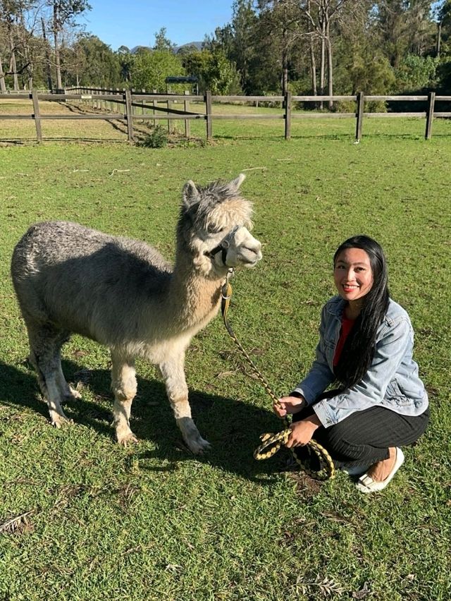 🇦🇺 Alpaca encounters in Queensland, Australia
