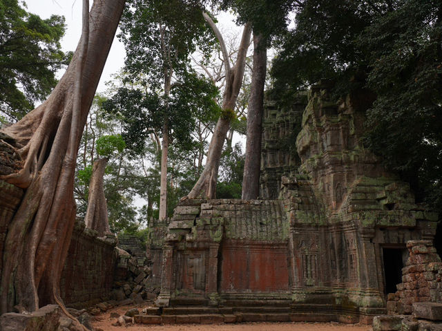 【カンボジア】巨大樹に侵食された遺跡、タ・プローム