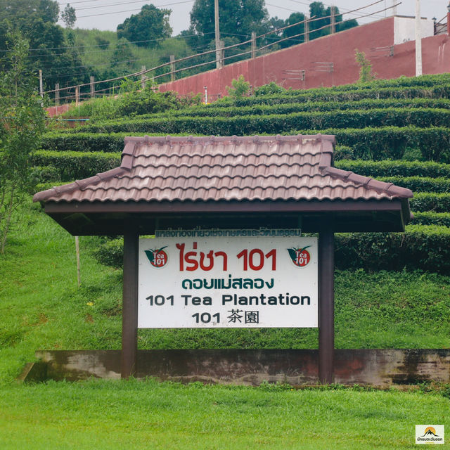 ไร่ชา101 ดอยแม่สลอง   จ.เชียงราย