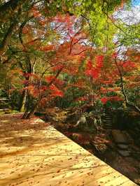 【京都/紅葉スポット】樹齢700年！１度はみたい、神秘的な五葉松🍁